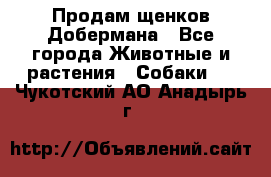 Продам щенков Добермана - Все города Животные и растения » Собаки   . Чукотский АО,Анадырь г.
